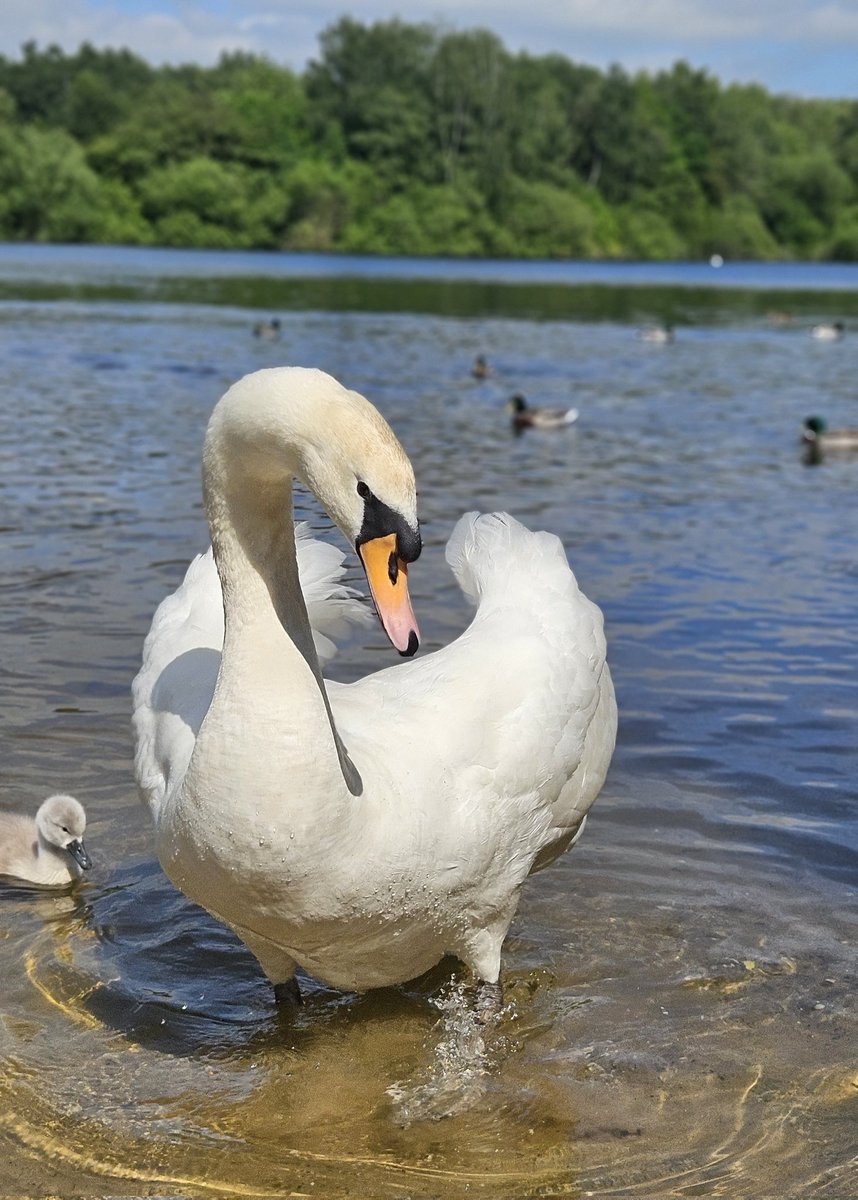 Time outdoors at Brereton Heath Nature Reserve #swans #cygnets