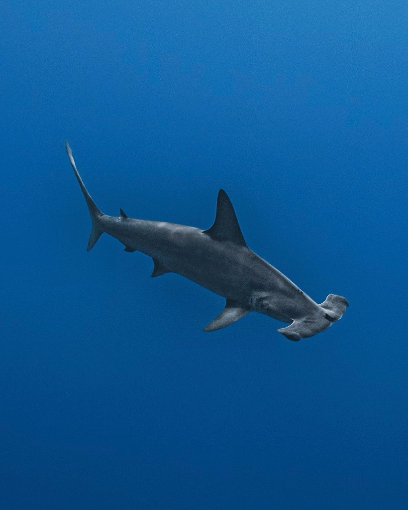 Sharks4Kids's tweet photo. #SharkScienceSunday

"Aldabra Atoll has officially been designated as an Important Shark &amp; Ray Area (ISRA) by the International Union for Conservation of Nature (IUCN) Species Survival Commission shark specialist group

📷️: @mer.michaela Michaela Palmer

https://t.co/5QRpUggXvZ https://t.co/xEKscyQWmk
