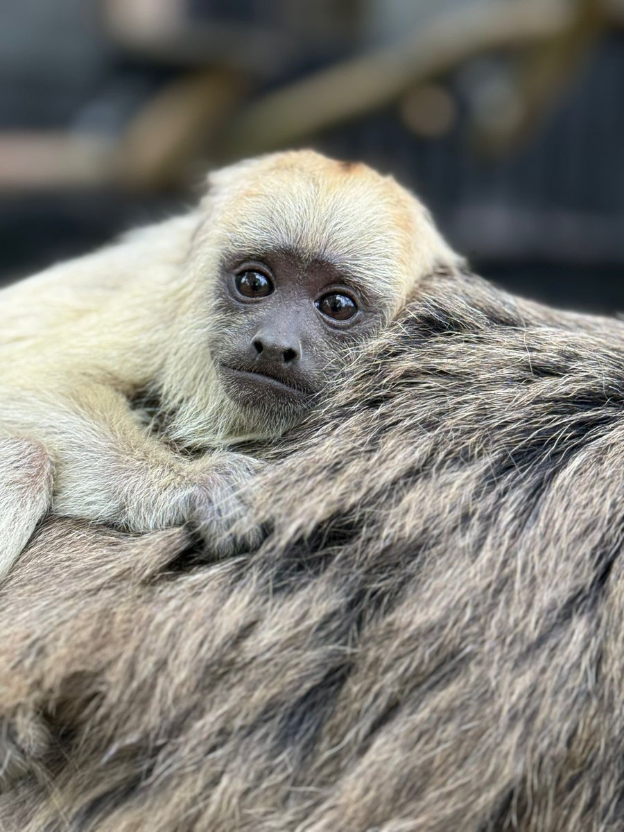 We need to name our little howler monkey baby! Got any suggestions? 👇 

#cuteanimals #howlermonkey #babyanimals #conservation