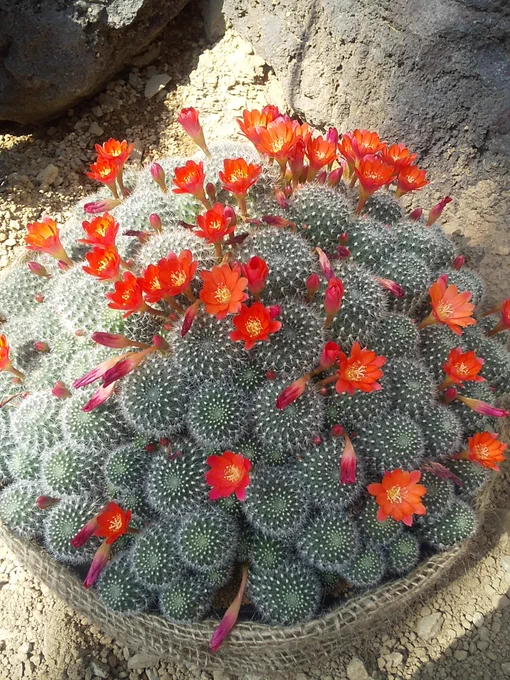 サボテンの花、「普段こういうのあまりつけないんだけどちょっと気合い入れておめかししてみた」的に咲くなあかわいいよ 