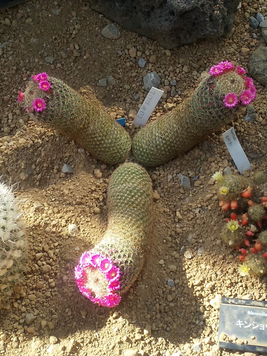 「サボテンの花、「普段こういうのあまりつけないんだけどちょっと気合い入れておめかし」|赤夏 5/5comitiaさ11bのイラスト