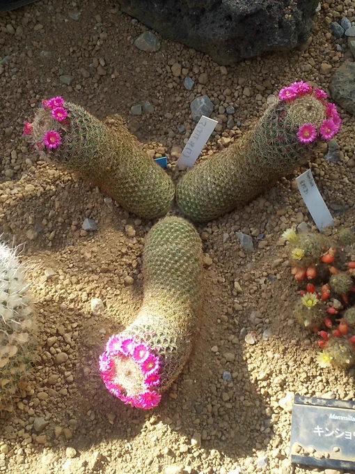 サボテンの花、「普段こういうのあまりつけないんだけどちょっと気合い入れておめかししてみた」的に咲くなあかわいいよ 