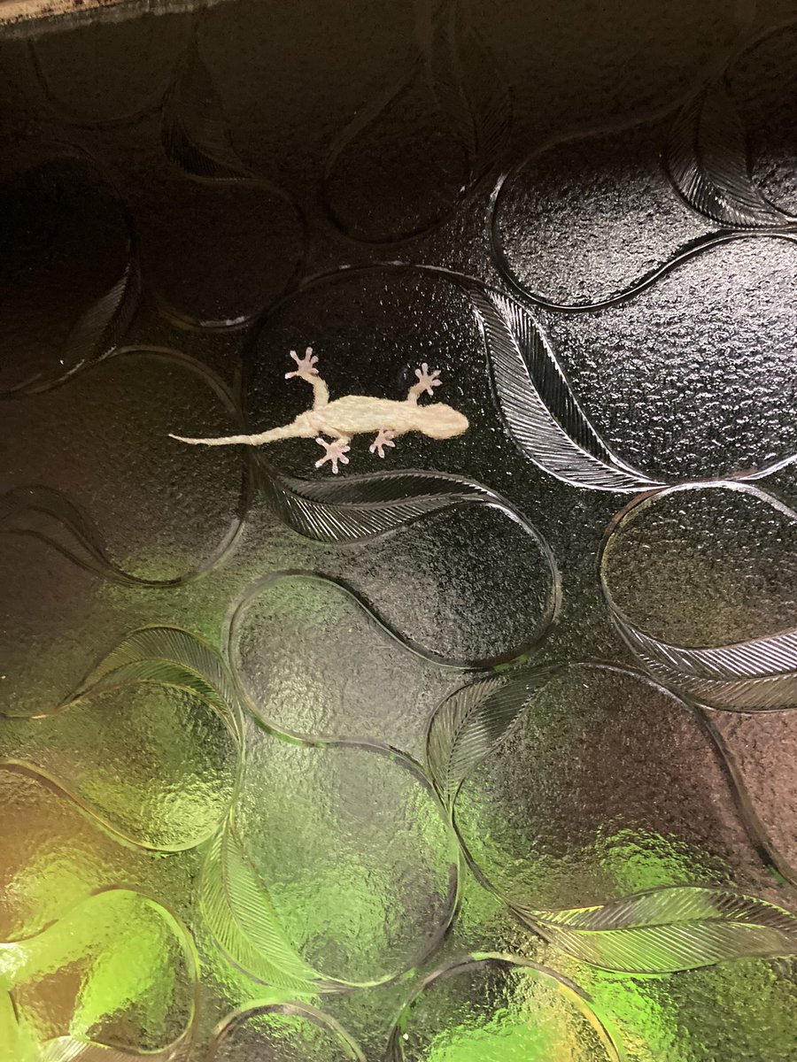 reokom's tweet photo. もう一匹🦎登場。昨年もいたお尻がぷっくりしてるヤツだと思われる。ケンカになっちゃうかもな。 https://t.co/qZ5Swg8peC