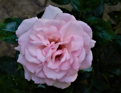 AngelosThemelis's tweet photo. #SundayRoses #PhotographyIsArt
#Pink & #Fuchsia #Roses https://t.co/0PZ2quZP5F