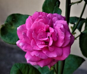 AngelosThemelis's tweet photo. #SundayRoses #PhotographyIsArt
#Pink & #Fuchsia #Roses https://t.co/0PZ2quZP5F