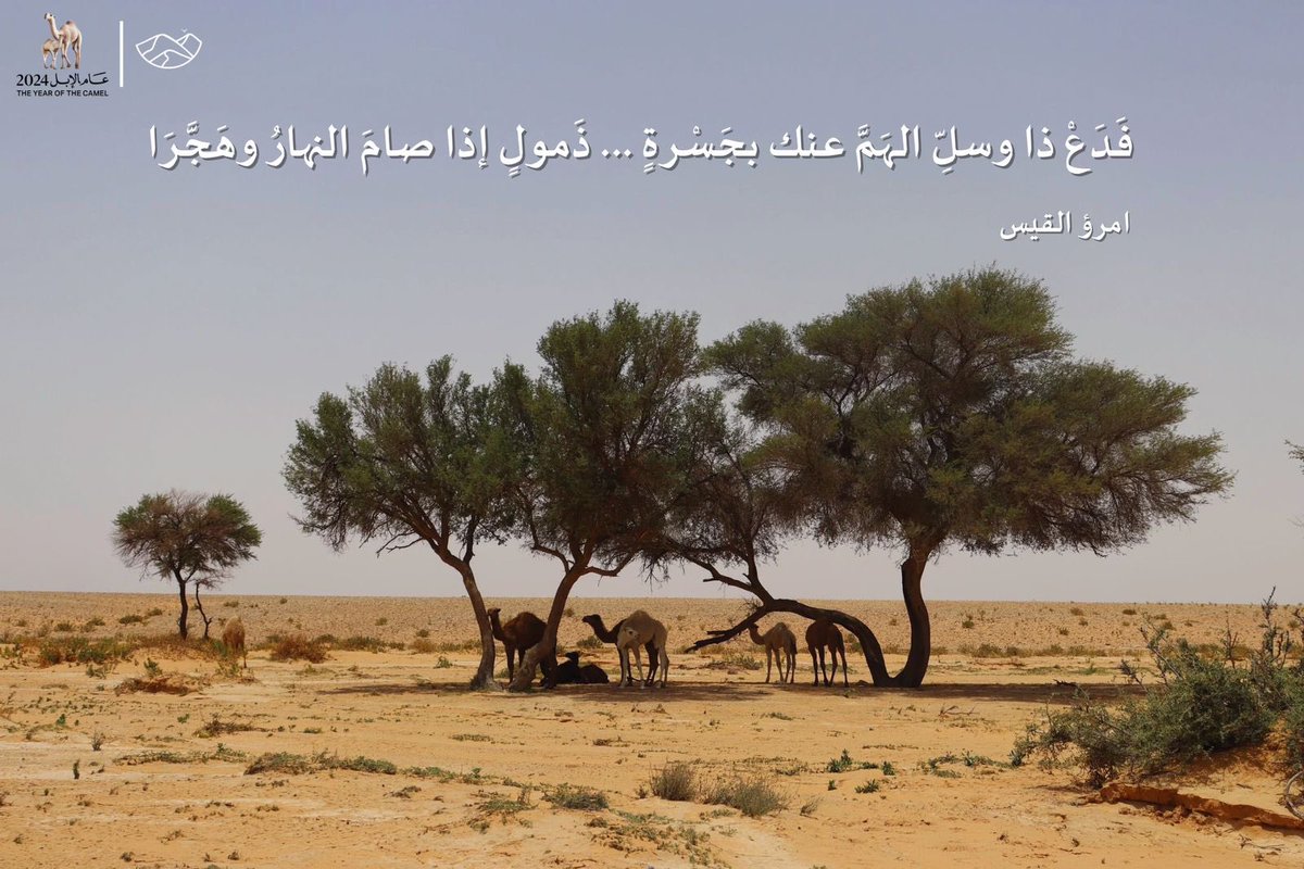 wasm_env's tweet photo. إنها معجزة نبي، ورفيقة العرب منذ الأزل في ترحالهم، ولنا فيها مشاهد كثيرة في أشعارهم.

لم ينفك العربي أبدًا عن رفيقه كيف ينفك وهي التي تعينه في قطع الفيافي والقفار ثم إذا استقر جادت عليه من لبنها ووبرها ولحمها؟!

 ثم كيف لا يعتز بهذا الرفيق الذي لا تكاد تعدم منه النفع في رعيه أو سيره أو مكوثه.

نعم إن للإبل دورًا بارزًا في بيئتنا فهي التي تحافظ على توازنها بأكلها العشب والكلأ من غير اقتلاع جذور، ثم إذا هي سارت كانت رفيقة بالتربة مخصبة لها.

سبحانه لم يخلق شيئًا عبثًا، وهو القائل جل في علاه (أفلا ينظرون إلى الإبل كيف خُلقت).

#عام_الإبل_2040