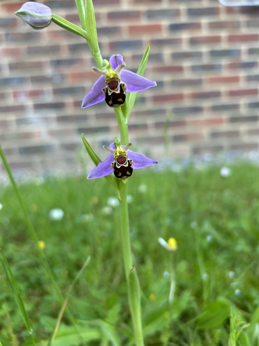 T_Callus's tweet image. What a beautiful campus @UniofReading look closely and you will find the tiny, exquisite bee orchid by the side of the RSSL building