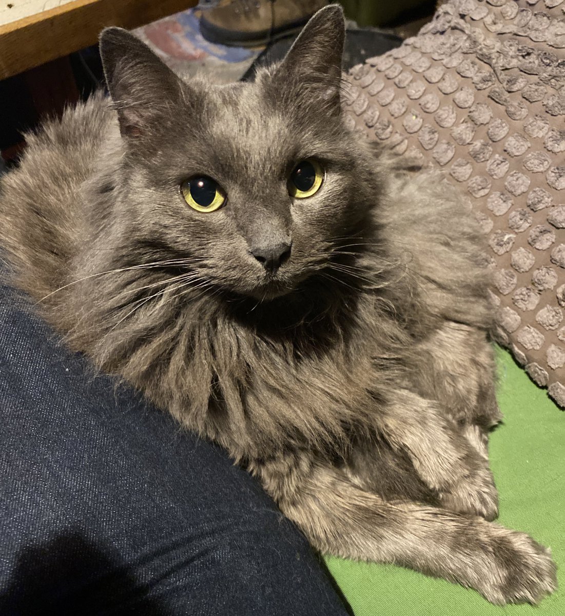 Yarrow_Yard tweet media