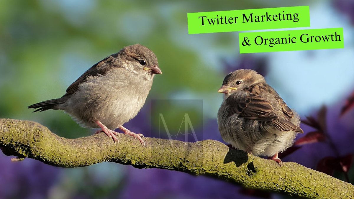 Mohabbot93's tweet photo. Twitter Marketing & Organic Growth .
#digitalmarkerting #serviceavailable #everyone #freelancing https://t.co/ChLDHYfMOx