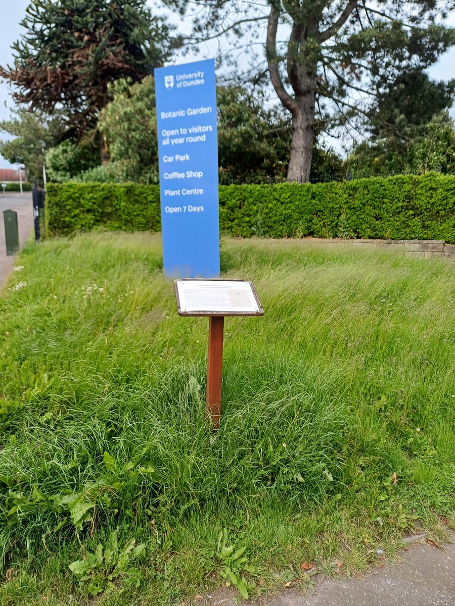 DavidNotton's tweet image. Taraxacetum - the name for a dandelion collection at 
@DundeeBotanics
 today. Dandelions over now but the habitat management allows for other wildflowers... #nomowmay #junetoosoon