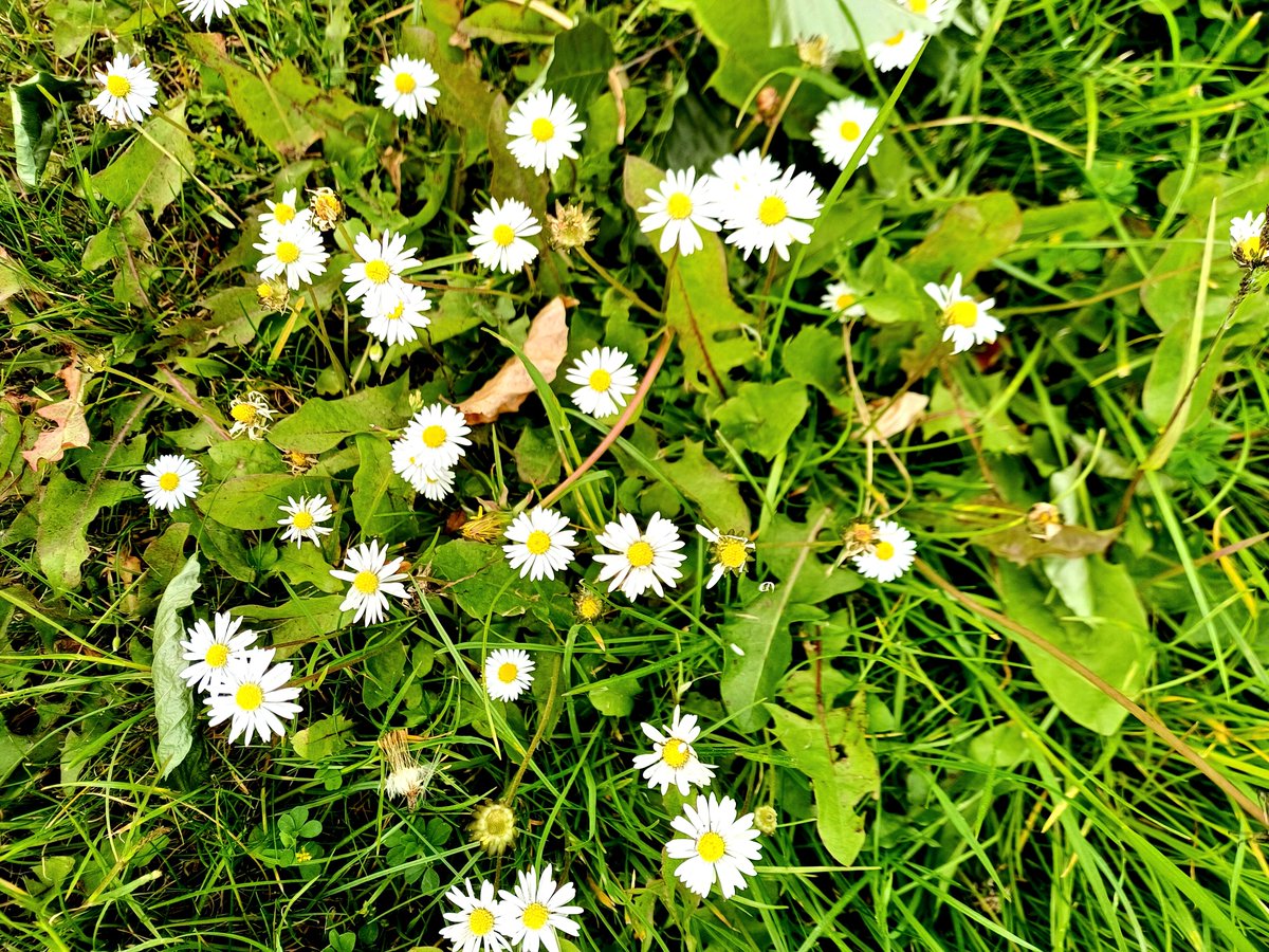 DavidNotton's tweet image. Taraxacetum - the name for a dandelion collection at 
@DundeeBotanics
 today. Dandelions over now but the habitat management allows for other wildflowers... #nomowmay #junetoosoon