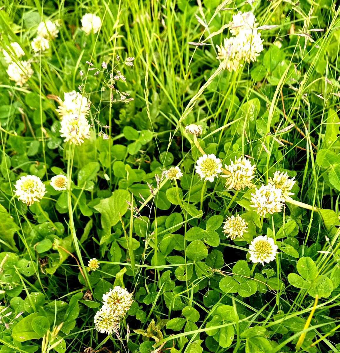 DavidNotton's tweet image. Taraxacetum - the name for a dandelion collection at 
@DundeeBotanics
 today. Dandelions over now but the habitat management allows for other wildflowers... #nomowmay #junetoosoon