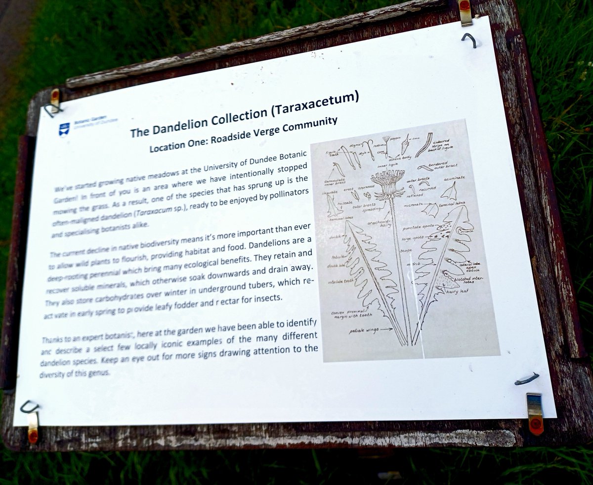 DavidNotton's tweet image. Taraxacetum - the name for a dandelion collection at 
@DundeeBotanics
 today. Dandelions over now but the habitat management allows for other wildflowers... #nomowmay #junetoosoon