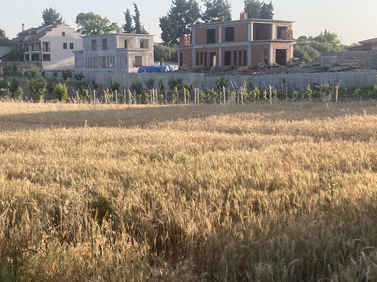 YasarUysalDEU's tweet photo. Tarımda ne mi oluyor;birinci sınıf tarım arazileri villa oluyor. Çiftçi alınterinin karşılığını alamayınca, gençler köyde kalmıyor. Babalar yaşlanınca arazi boş kalıyor. Ve müteahhide %40-50 pay ile veriliyor. Çiftçi hayatı boyunca kazandığından fazlasını kazanıyor. Geçmiş olsun. https://t.co/QBiFhMtu68