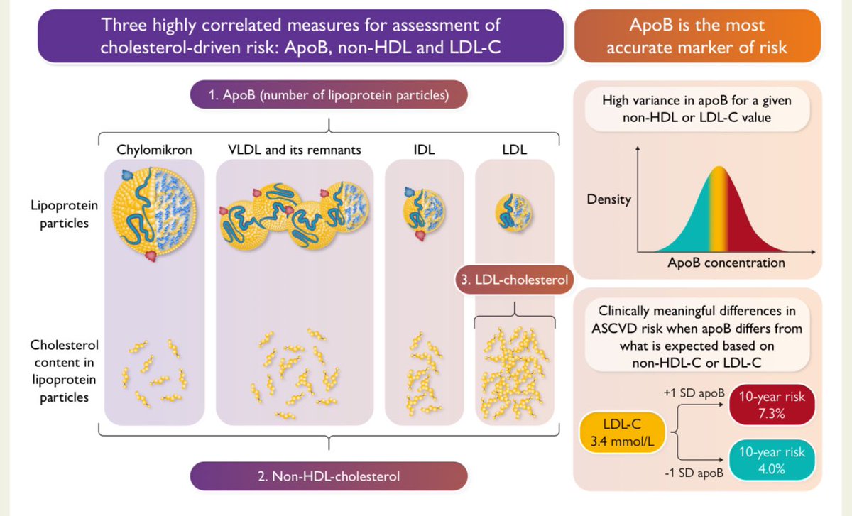 ApoB triumphs once more over LDL-C
and non-HDL-C in risk prediction: ready
for guidelines?

👉 Apo B is the most accurate marker of cholesterol-driven risk
👉🇬🇧 Biobank that for a given non-HDL-C or LDL-C, variances in apoB levels are
present. These differences can lead to