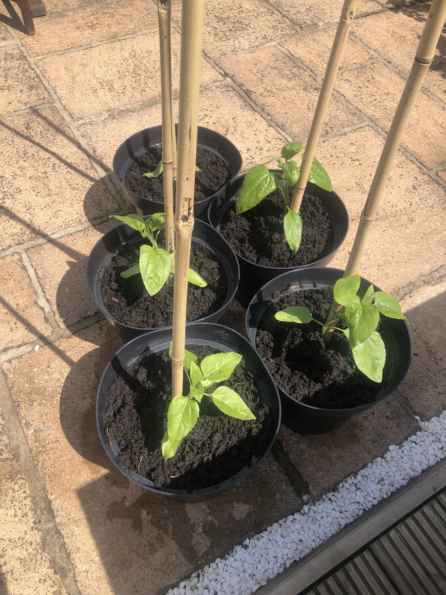 Janet Elizabeth HAGAN (@janetel09525902) on Twitter photo They’ve been a bit neglected this week and one sunflower is feeling very sorry for it’s self. (In sympathyI think). The pumpkin on the other hand is going from strength to strength……@tichywitch <a href="/UHNM_WCCSS/">UHNM WC&CSS</a> <a href="/dprice977/">Donna Price</a> <a href="/BethRatcliffe2/">Beth Ratcliffe 💙</a> They’ve been a bit neglected this week and one sunflower is feeling very sorry for it’s self. (In sympathyI think). The pumpkin on the other hand is going from strength to strength……@tichywitch <a href="/UHNM_WCCSS/">UHNM WC&CSS</a> <a href="/dprice977/">Donna Price</a> <a href="/BethRatcliffe2/">Beth Ratcliffe 💙</a>