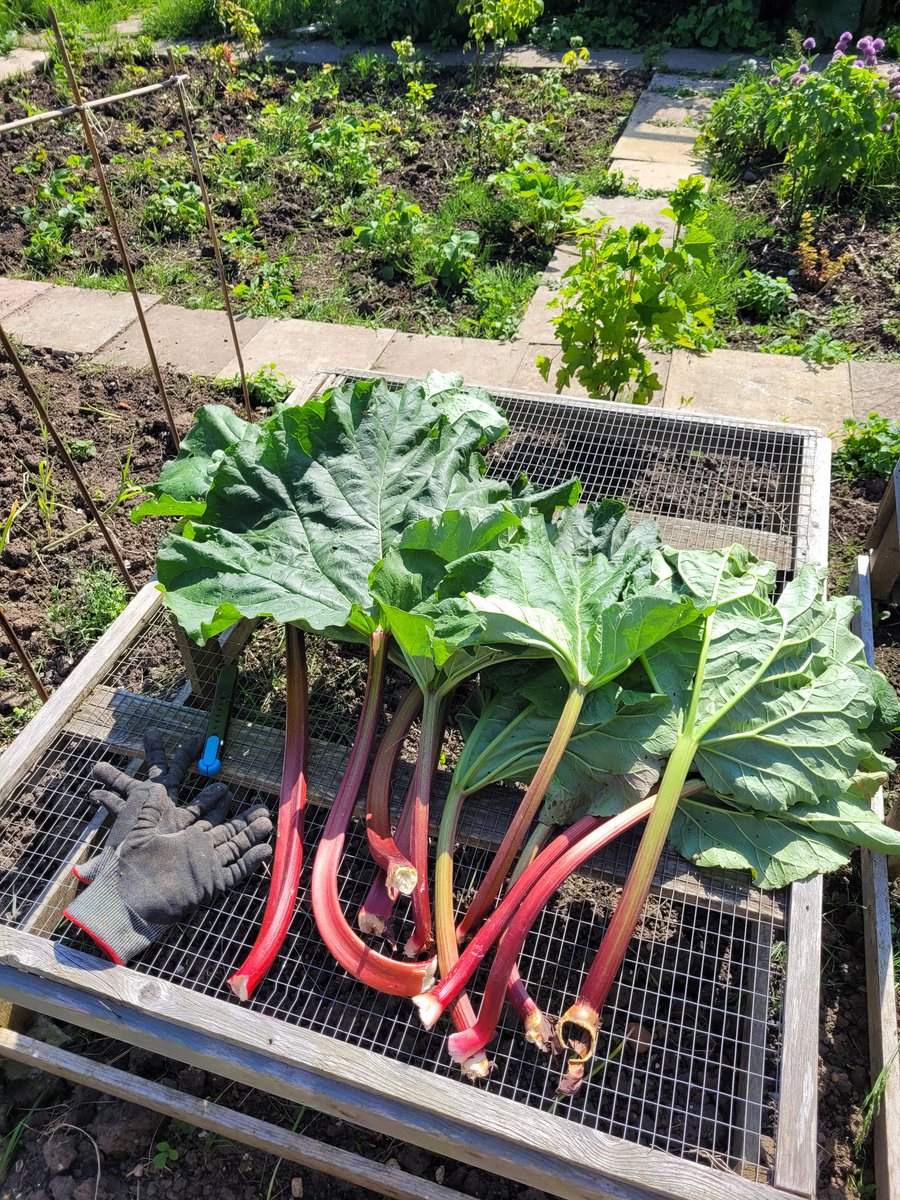 Damian_Quinn666's tweet image. Rhubarb harvest from the lottie today and last year's bounty baked into a delicious custard cake and flavored gin. 😋👌🍰🍷
#rhubarb #homebaking #ginmaking #allotmentlife