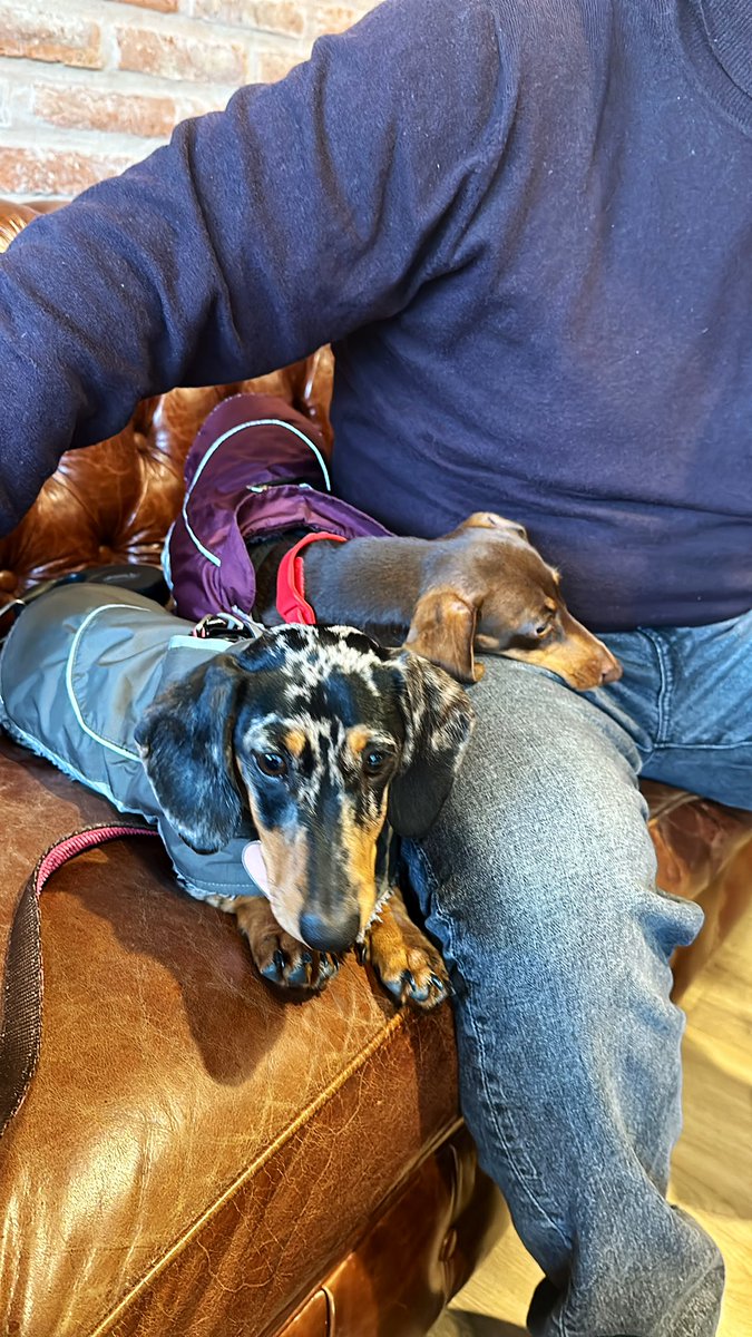 Martulity's tweet photo. Nos vinimos a brunchear los 4 y Pippa se está portando medio cómo el orto xq le ladra al mozo 🥴🥴🥴 #EducandoAPippa 💘🐶🐶💘 https://t.co/5VQGXkOcWw