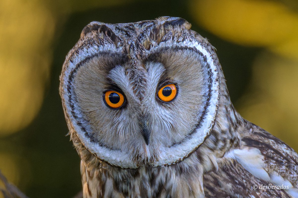 Hibou moyen-duc