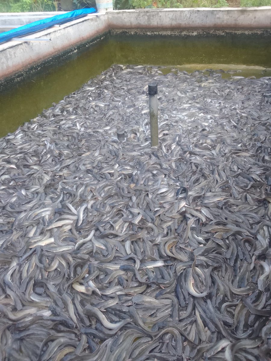 jul_kiflie's tweet photo. Rabu, 22 Mei 2024, Julkifli, Luhkan Kab. Bojonegoro, 
di Pokdakan Glagah Jaya Ds Glagahan Kec. Sugihwaras, mendampingi Panen 
Lele, teknologi sederhana, sebanyak 700 kg, 
luas kolam 80 m2, bobot panen 10 gr, harga 19.000/kg

#GiatLuhkanSatminkalBWI #Bnegoro #Panen https://t.co/7HFMmKBb7H