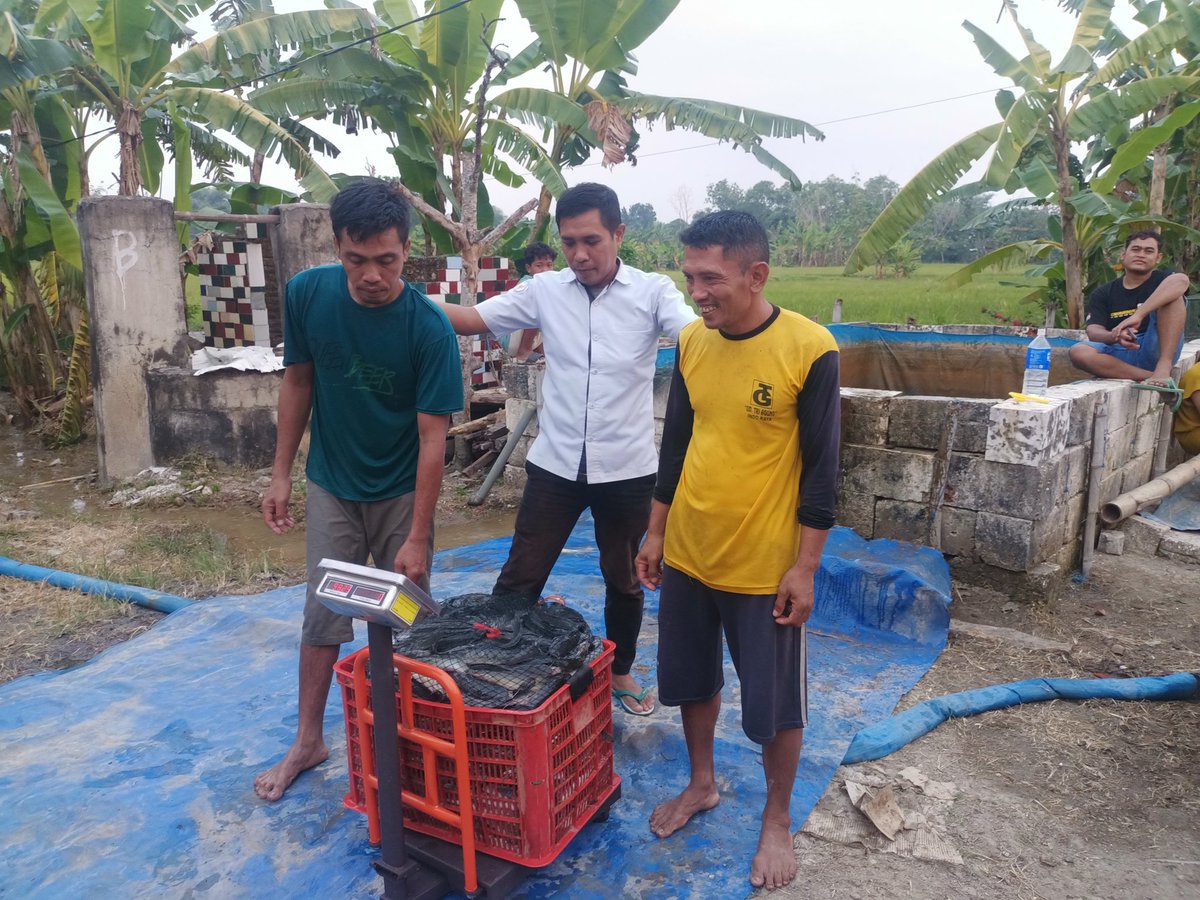 jul_kiflie's tweet photo. Rabu, 22 Mei 2024, Julkifli, Luhkan Kab. Bojonegoro, 
di Pokdakan Glagah Jaya Ds Glagahan Kec. Sugihwaras, mendampingi Panen 
Lele, teknologi sederhana, sebanyak 700 kg, 
luas kolam 80 m2, bobot panen 10 gr, harga 19.000/kg

#GiatLuhkanSatminkalBWI #Bnegoro #Panen https://t.co/7HFMmKBb7H