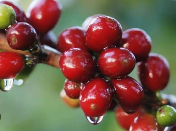 Escambray Villaclareño, un bello paraje que siempre reverdece como la siempre viva.  ¡Felicidades en el  aniversario 37 de creado el Plan Turquino Manatí!
¡Muchas felicidades a los hombres y mujeres de las lomas!
#JuntosPorVillaClara
#VillaClaraConTodos #YoRindoCuentas