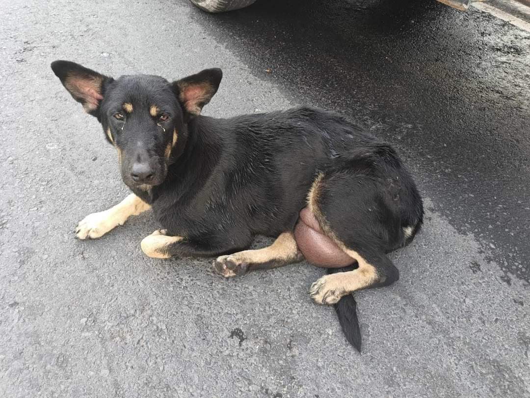 lyssitta's tweet photo. #ServicioSocial
#urgeayuda
#CASOEXTERNO
"Encontre a este perrito que necesita apoyo para ser tratado y ya no seguir sufriendo en las calles.
Permanece en los alrededores de la alcaldía que está frente al parque central de La Palma,Chalatenango.
Contacto: 7093-0828" https://t.co/yFEfYYzgUd