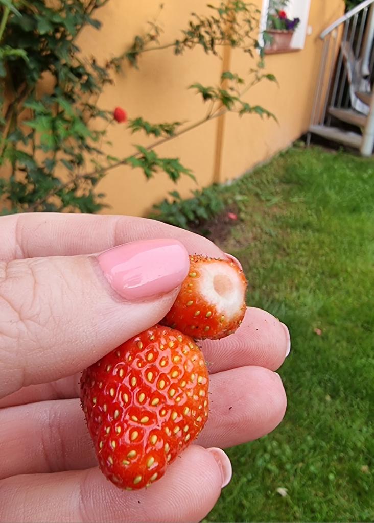 Puncoskka's tweet photo. První letošní. 😋🍓
#zahradnikuvrok #podesti #garden https://t.co/UGaktQaGND