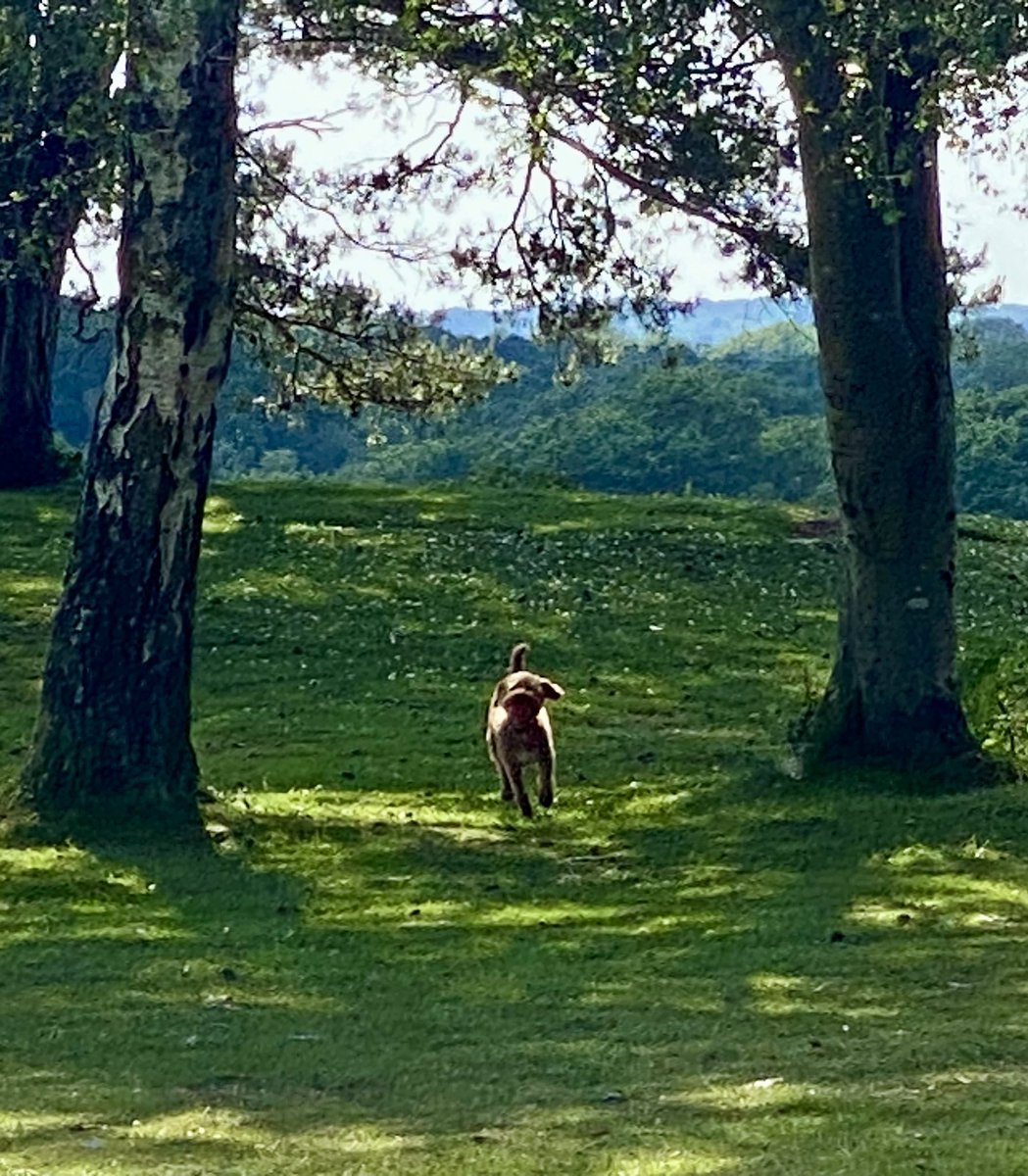 ExploraNeedham's tweet image. Solo walkies today and Woody led the way.  See is you can spot the moment I decided he needed a bath