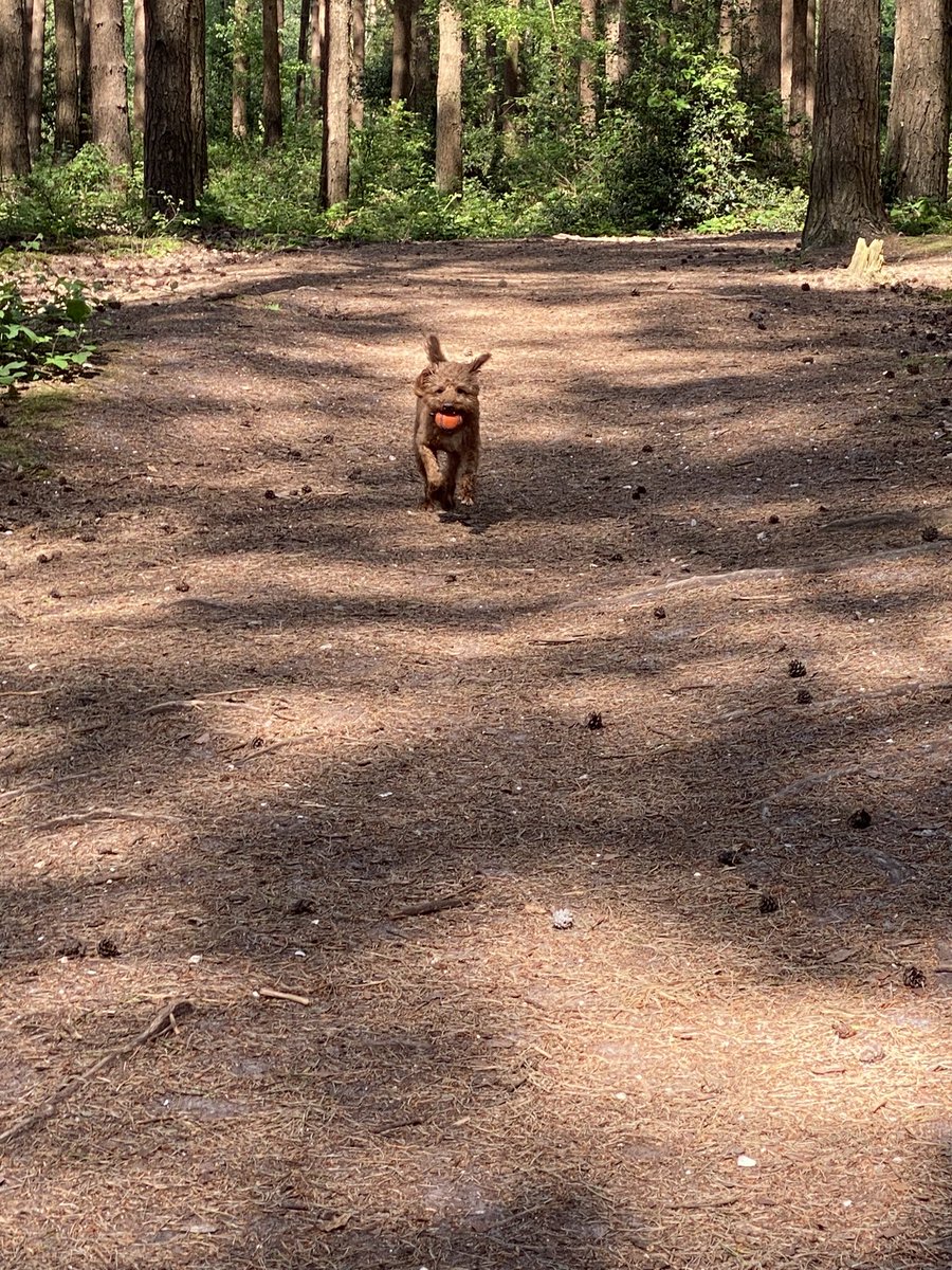 ExploraNeedham's tweet image. Solo walkies today and Woody led the way.  See is you can spot the moment I decided he needed a bath