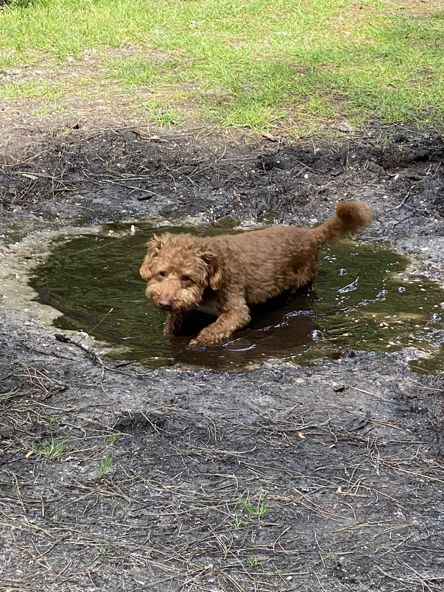 ExploraNeedham's tweet image. Solo walkies today and Woody led the way.  See is you can spot the moment I decided he needed a bath