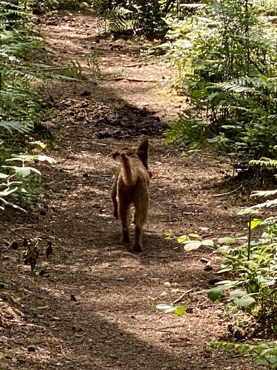 ExploraNeedham's tweet image. Solo walkies today and Woody led the way.  See is you can spot the moment I decided he needed a bath