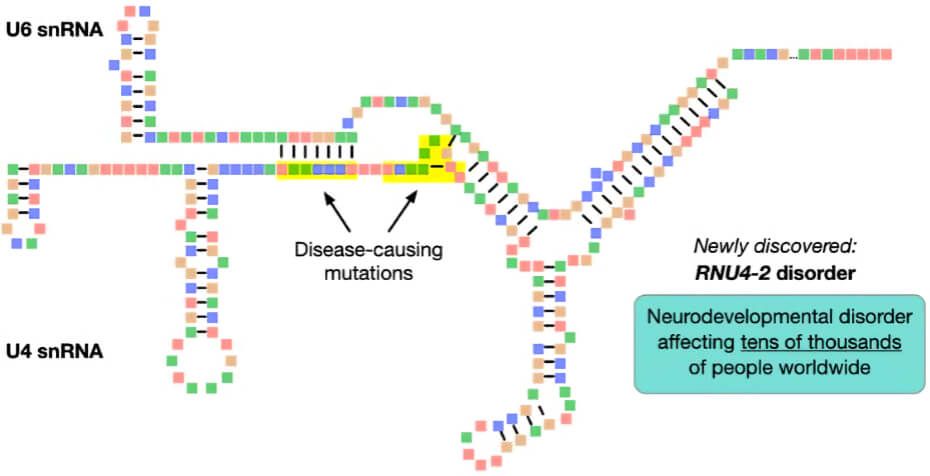DisabledWorld's tweet image. Genetic Cause of An #IntellectualDisability Identified in RNU4-2 Gene

Study links #genetic changes in a non-coding #gene called #RNU4-2 to #NeurodevelopmentalDisorders

disabled-world.com/disability/typ…