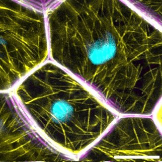 Philip Carella (@phil_carella) on Twitter photo Happy to share our new <a href="/JXBot/">JXB @jxbotany.bsky.social</a> manuscript demonstrating sulfadiazine-based transformation selection in Marchantia for transgene stacking of FPs. Excellent work from our talented technician Kayla Robinson alongside <a href="/Khongsam_Chia/">KhongSam Chia</a> <a href="/AlexWGuyon/">Alex Guyon</a> <a href="/dromius/">Sebastian Schornack</a> link:
academic.oup.com/jxb/article/do… Happy to share our new <a href="/JXBot/">JXB @jxbotany.bsky.social</a> manuscript demonstrating sulfadiazine-based transformation selection in Marchantia for transgene stacking of FPs. Excellent work from our talented technician Kayla Robinson alongside <a href="/Khongsam_Chia/">KhongSam Chia</a> <a href="/AlexWGuyon/">Alex Guyon</a> <a href="/dromius/">Sebastian Schornack</a> link:
academic.oup.com/jxb/article/do…
