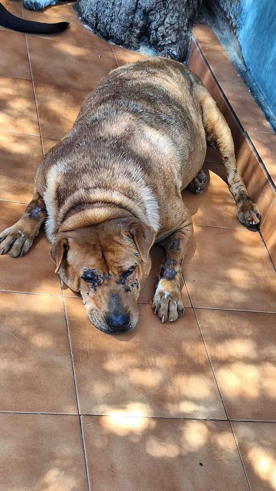 SilviaMylo's tweet photo. Que no funciona la nueva ley de bienestar animal?
Por qué?
Hay que preguntar a las "autoridades" de pueblos y provincias que pasan, que les dan un toque y ya si eso 😡
Copio :
SHARPI✨
Sharpi es un caso de maltrato extremo, un compañero la encontró debajo de un coche dejándose morir, cuando me conecte a un video que estaba haciendo en directo no dudamos en decirle que la cogiera y la llevara urgente a una clínica veterinaria.
Alla fue tratada de los primeros síntomas, tenia una anemia importante y una piometra.
Su analítica tampoco fue favorable pero ella ahora se esta tratando y esta empezando a ser una perrita feliz.
Cuando llegamos al refugio nos mueve el rabito y pide caricias, es un amor de perra que necesita un hogar donde le den todo el amor que se merece. 
Dame esa oportunidad que tanto estoy esperando.

Adopción la mejor opción-
▶️Web
https://t.co/fmKDY73n5g
#voluntariado
voluntariado.apapa@gmail.com
#adopción
asociacionapapa@gmail.com
▶️Bizum  626 49 43 30
▶️ PayPal apapa.fotea@gmail.com
▶️Teaming https://t.co/9NCKbcNq6X