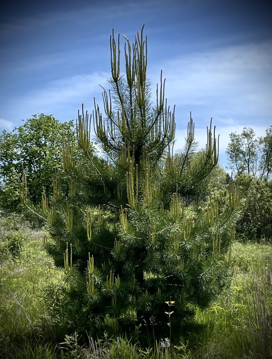 runswstilettos's tweet photo. Tree candelabra. #nature #outdoors #trees #candelabra #evergreens #firtrees #forest #kohlerandrae #sheboygan #wisconsin #hiking #outdoors #summer ⁦@LindseySlaterTV⁩ ⁦@Mark_Baden⁩ ⁦@treesgroup⁩ ⁦@WDNR⁩ https://t.co/DiIcERk86T