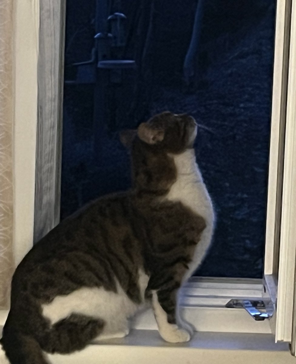 ImmlerKarin's tweet photo. "Der Mann im Mond hat uns beiden zugelacht!" 🐕🌛 https://t.co/2a33Xah07T