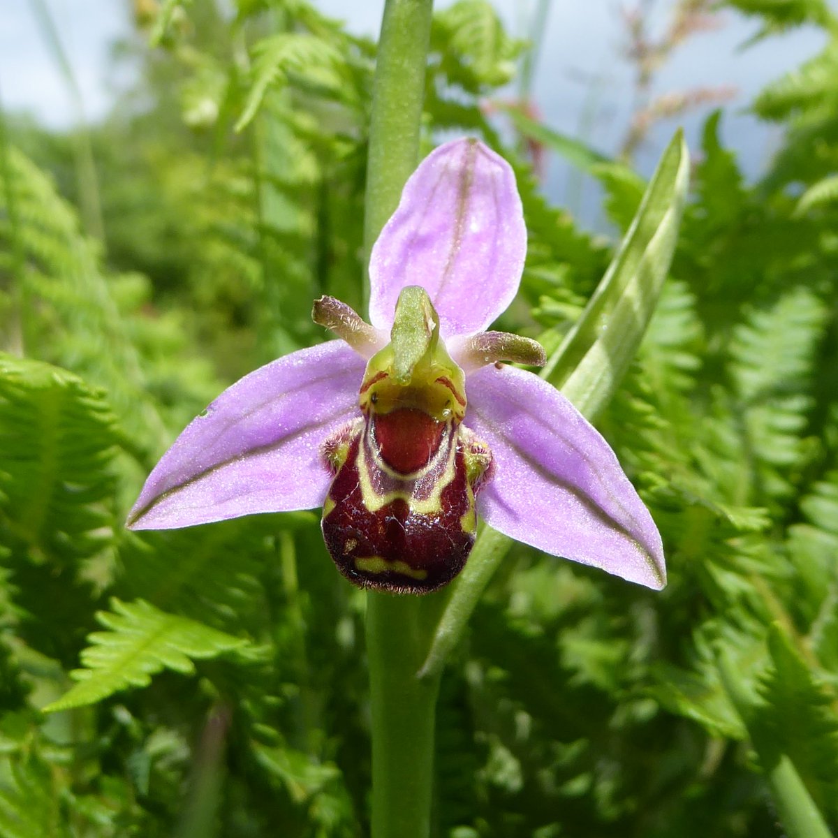 BerwickBirds's tweet photo. Bee Orchid, Pyramidal Orchid and -i think - Southern Marsh Orchid on the Isle of Wight this week. #wildflowerhour #OrchidChallenge https://t.co/jGuzOZXHgQ