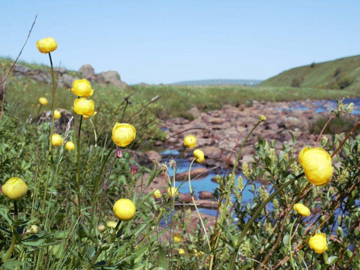 CultureCounty's tweet photo. 🌳 🌼 Have fun at the @NorthPenninesNL #NatureFest !
📌Globeflowers and early-flowering delights - 4 June
Informative botany walk along The Pennine Way
📌Waterfalls and wildlife walk - 5 June
Guided walk from Low Force to High Force
https://t.co/wAXD6dHnlQ #DurhamCultureCounty https://t.co/DuVKPdkqRA
