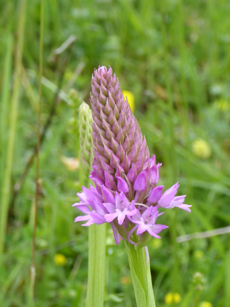 BerwickBirds's tweet photo. Bee Orchid, Pyramidal Orchid and -i think - Southern Marsh Orchid on the Isle of Wight this week. #wildflowerhour #OrchidChallenge https://t.co/jGuzOZXHgQ