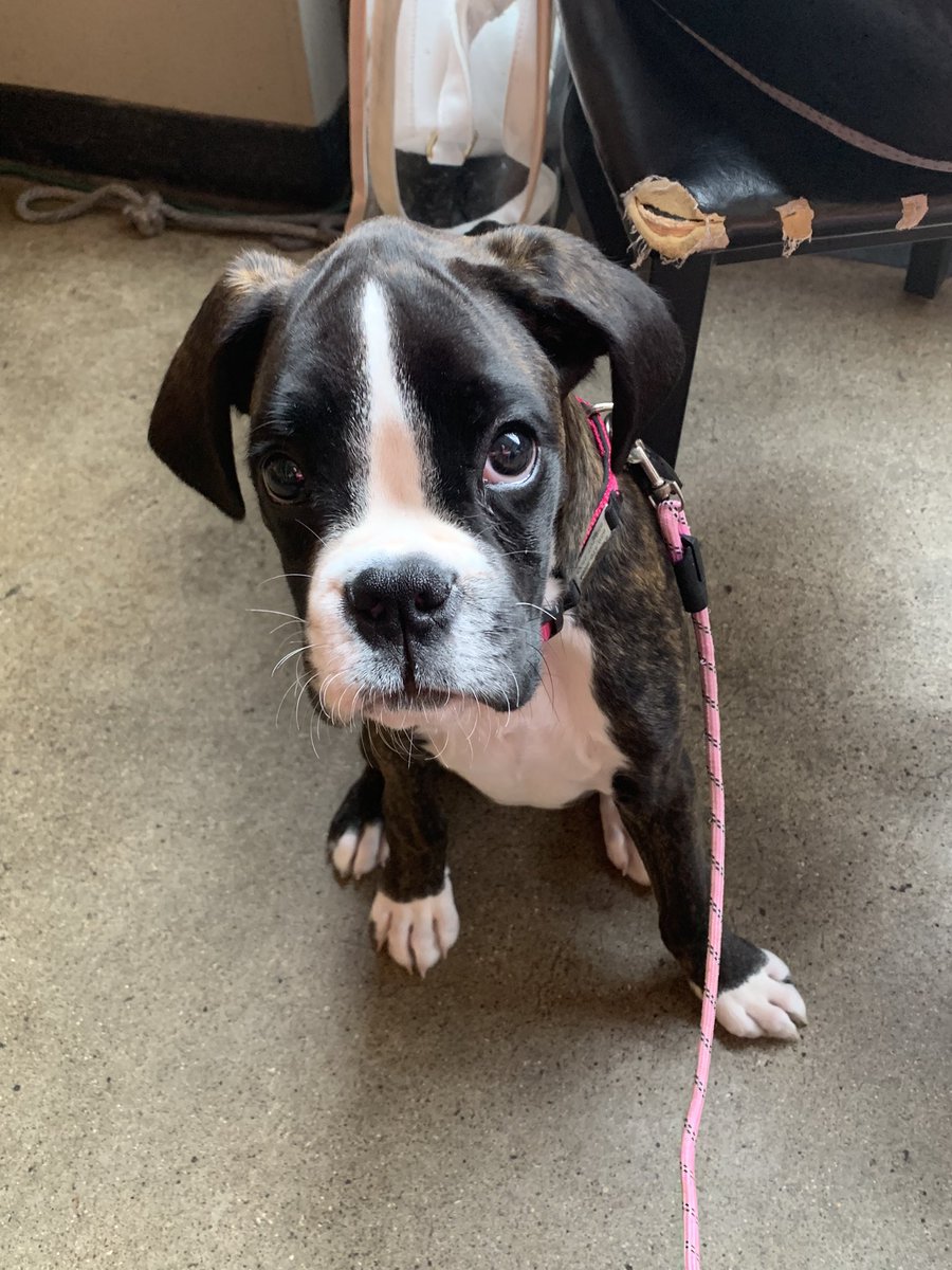 Hanging <a href="/mirrortwinlex/">Mirror Twin Brewing</a> getting all the attention! #BabyStella the #BoxerDog.