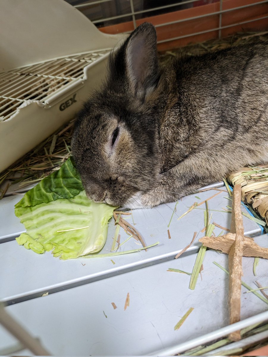 riel_0310's tweet photo. #全日本きもちよさそうに眠るうさぎ選手権

キャベツを枕に眠るリエルぽん🐰 https://t.co/98mdrw0wC9