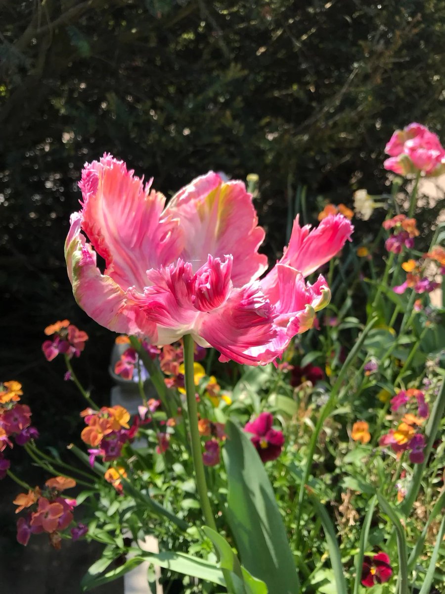 s_aayushman's tweet photo. I took photos of beautiful flowers on holiday. Is it beautiful?🌸🌷 https://t.co/UwX7LUPhTp