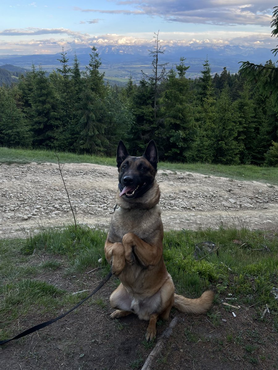 AndrzejKubiak11's tweet photo. Afternoon hike is a good idea before next week of work at university 🐾🔬
#postdoc #mountain #gorce https://t.co/2rW1ejQPnG
