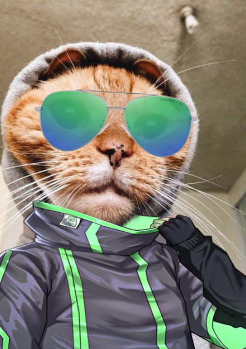 Hoodie Cat 😼✨️ tweet media