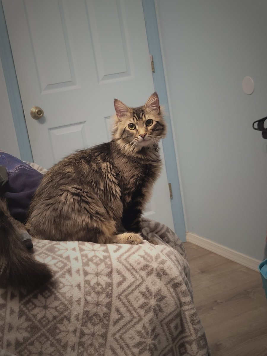 ChefKatsudon110's tweet photo. @NipahDUBS Why are our cats identical? https://t.co/vlgs4jOsze