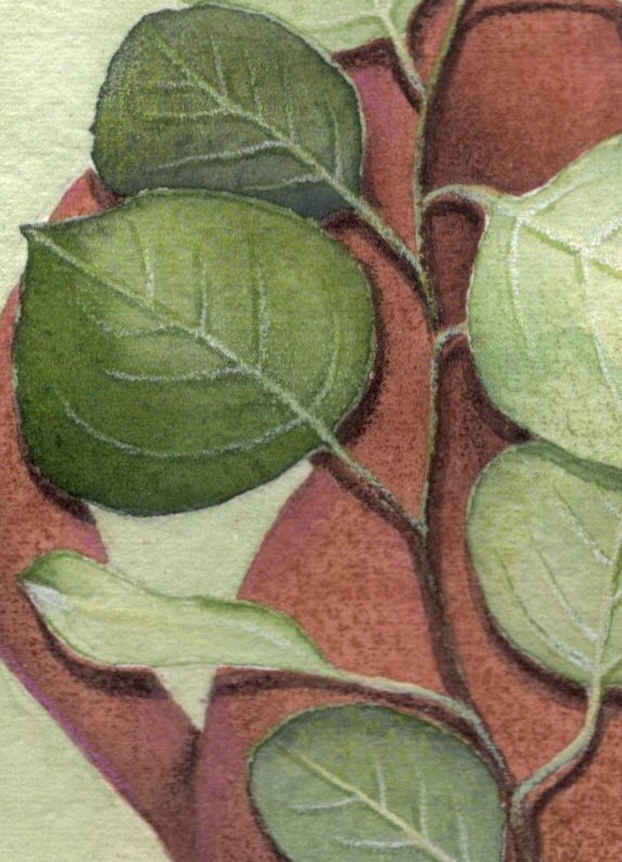 binnisart's tweet photo. “Round Leaf Eucalyptus”
watercolor and colored pencils on watercolor paper
5x7 in
original and prints for sale
$100/$25 https://t.co/nZ5FNFIVID