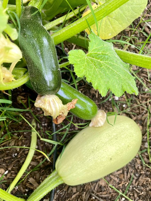 This morning in the garden 🥰 https://t.co/hmVQK0jJZB<a href="/tag/maybloom"class="tags"><span>#maybloom</span></a>