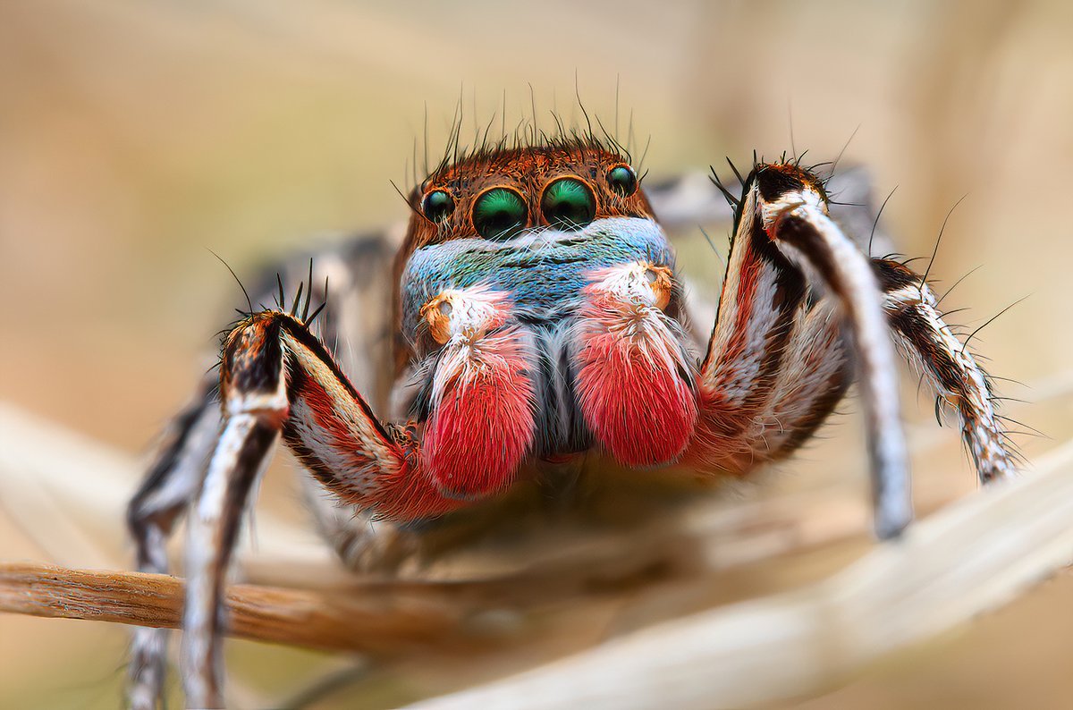 marshalhedin's tweet photo. #Habronattus americanus from Railroad Valley NV

the overall landscape here is stunning. looking closely enough, in the right places, you can find one of these equally stunning little spiders

striped black/white/red/yellow beneath the first leg is pretty unique for this species https://t.co/5LvLNAsmg3