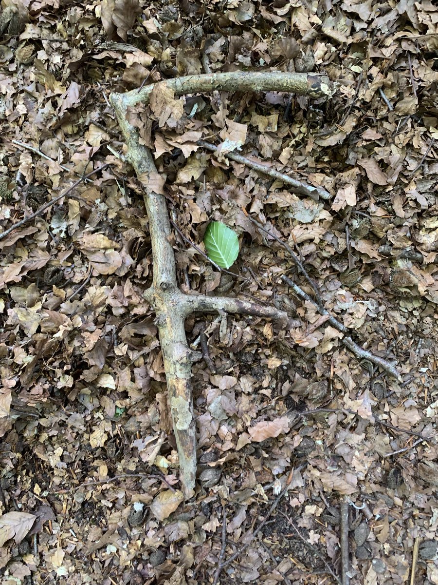 #FoundGreek digamma ⁦<a href="/AlphaAnthropos/">AlphaIsForAnthropos</a>⁩ (found on the North Downs Way in Surrey)